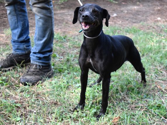 Stampo Affondatore Da Banco Do-It D1104 14 Oz. (Cavit&agrave;